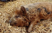 En Mangalitsa-gris ligger på halm i Boerderijcamping het Katreel, en feriepark i Overijssel, Holland.