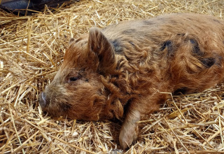 En Mangalitsa-gris ligger på halm i Boerderijcamping het Katreel, en feriepark i Overijssel, Holland.