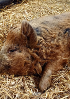 Un cerdo Mangalitsa descansa sobre paja en Boerderijcamping het Katreel, un parque vacacional en Overijssel.