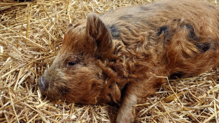 Un cerdo Mangalitsa descansa sobre paja en Boerderijcamping het Katreel, un parque vacacional en Overijssel.