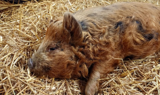 Ein Mangalitsa-Schwein ruht auf Stroh in Boerderijcamping het Katreel, einem Ferienpark in Overijssel.