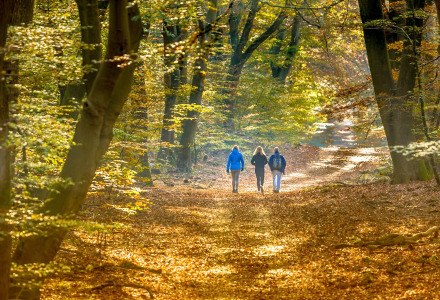 Cuatro personas caminan por un sendero otoñal en el bosque cerca de Haaksbergen, Overijssel, Países Bajos.