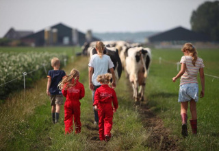 Kinderen lopen met koeien op een pad bij FarmCamps Kooij Hoeve, een vakantiepark in Zuid-Holland, Nederland.