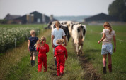 Children walking with cows on a farm path at FarmCamps Kooij Hoeve holiday park in South Holland, Netherlands.