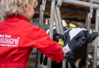 Kind in rotem FarmCamps-Anzug füttert ein schwarz-weißes Kalb im Stall bei FarmCamps Kooij Hoeve in Zuid-Holland.