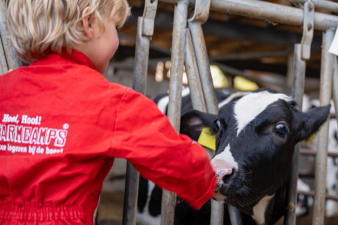 Child in red FarmCamps outfit feeding a black-and-white calf in a barn at FarmCamps Kooij Hoeve, Zuid-Holland.