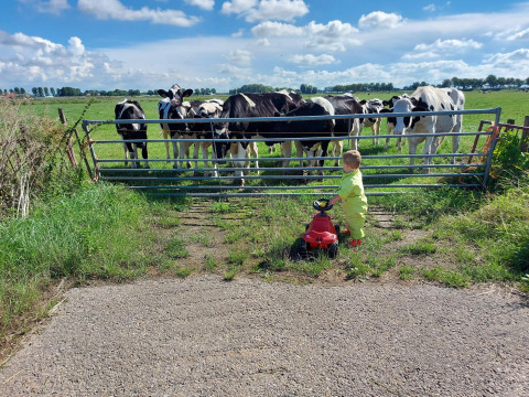 Een kind in een gele outfit met een rode speelgoedauto kijkt naar koeien achter een hek op een boerderij.