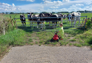A child in a yellow outfit stands with a red toy car in front of a field gate, with cows behind the fence.