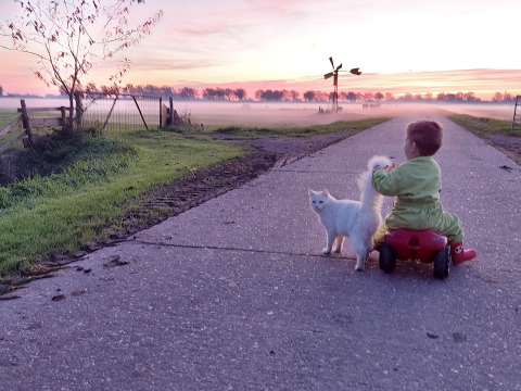 A young child on a red ride-on toy pets a white cat on a country road at sunset at FarmCamps Kooij Hoeve.