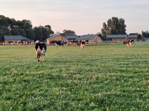 Vacas blancas y negras pastan en un campo verde en FarmCamps Kooij Hoeve en Holanda Meridional, Países Bajos.