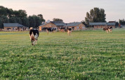 Schwarz-weiße Kühe weiden auf einer grünen Wiese bei FarmCamps Kooij Hoeve in Südholland, Niederlande.