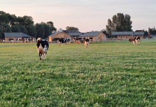 Black and white cows grazing on a green field at FarmCamps Kooij Hoeve in South Holland, Netherlands.