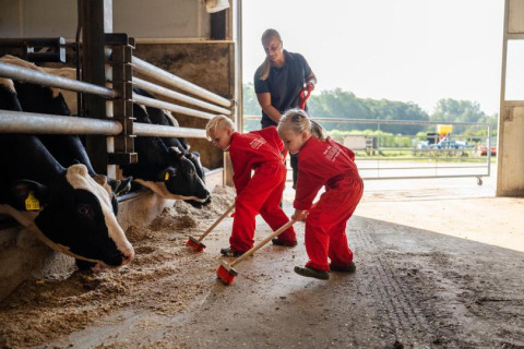 Børn i røde dragter fejer gulvet i en kostald på FarmCamps De Kalverliefde i Limburg, Holland.