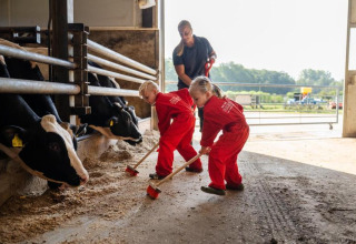 Kinder in roten Overalls fegen in einem Kuhstall auf FarmCamps De Kalverliefde in Limburg, Niederlande.