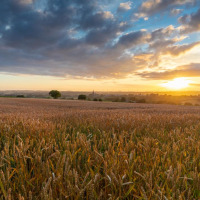 Atardecer sobre un campo dorado en un parque vacacional con opciones de glamping, vista tranquila.