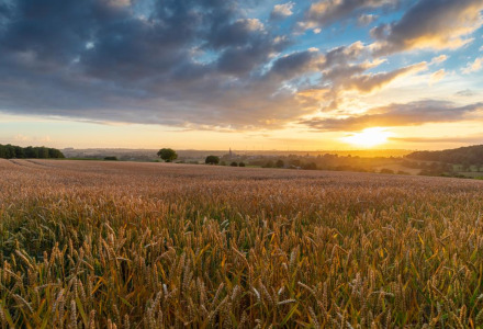 Atardecer sobre un campo dorado en un parque vacacional con opciones de glamping, vista tranquila.