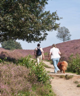 Dos personas y un perro caminan por un sendero con flores moradas cerca de Vierakker, Gelderland, Países Bajos.