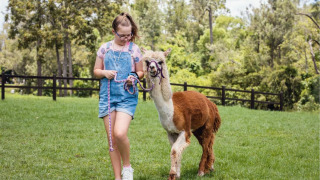 Una niña pasea una alpaca por un campo verde en FarmCamps De Kalverliefde, Limburg, Países Bajos.