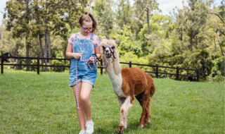 Una niña pasea una alpaca por un campo verde en FarmCamps De Kalverliefde, Limburg, Países Bajos.