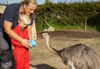 Een vrouw en een kind voederen een struisvogel met een blauwe kom op FarmCamps De Kalverliefde in Limburg.