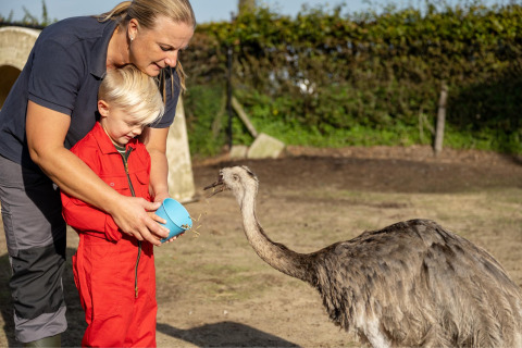 Een vrouw en een kind voederen een struisvogel met een blauwe kom op FarmCamps De Kalverliefde in Limburg.