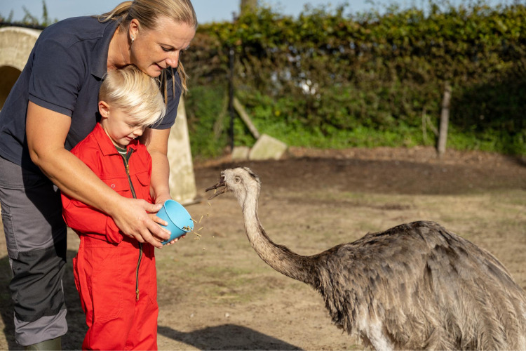 Een vrouw en kind voeren een struisvogel met een blauwe kom bij FarmCamps De Kalverliefde in Limburg, Nederland.