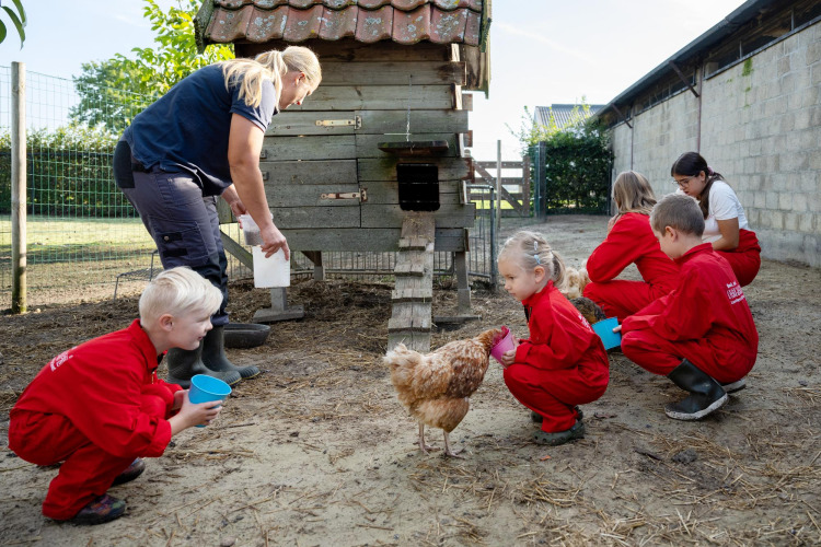 Kinderen in rode overalls voeren kippen met een volwassene naast een kippenhok bij FarmCamps De Kalverliefde.