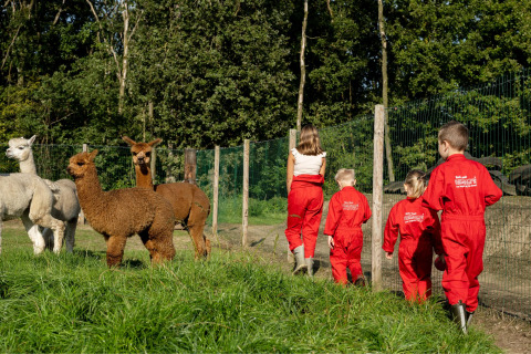 Kinder in roten Overalls beobachten Alpakas auf FarmCamps De Kalverliefde in Limburg, Niederlande.