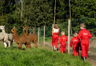 Enfants en combinaison rouge à FarmCamps De Kalverliefde, Limbourg, Pays-Bas, devant des alpagas dans un enclos.