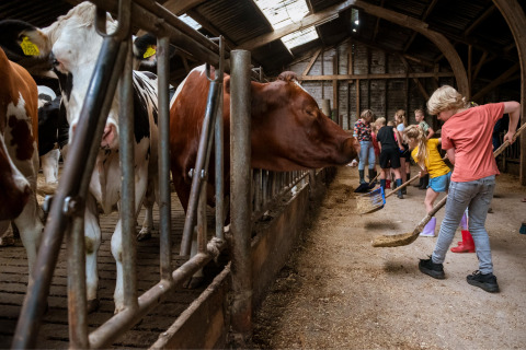 Children at FarmCamps Den Branderhorst in Gelderland, Netherlands, cleaning a barn with cows inside.