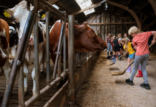 Kinder auf FarmCamps Den Branderhorst in Gelderland, Niederlande, helfen beim Ausmisten im Kuhstall.