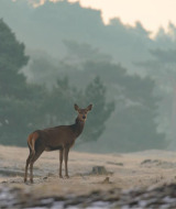 Un cerf debout dans un paysage brumeux près des arbres, photographié dans un parc de glamping.