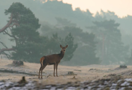 Un ciervo de pie en un paisaje brumoso junto a árboles, fotografiado cerca de un parque de glamping.