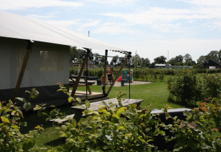 Safari-Zelt am Bauernhof-Campingplatz Katreel mit Spielplatz und viel Grün in den Niederlanden.