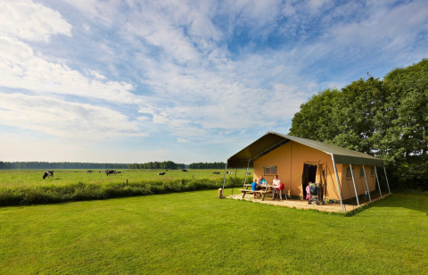 A safari tent campsite on a green field, with people sitting outside and cows grazing in the distance.