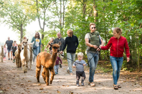 Gezinnen wandelen met alpaca's in het bos bij FarmCamps Alpaca Vorstenbosch, een vakantiepark in Noord-Brabant.