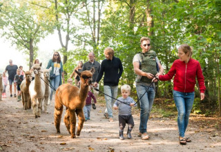 Des familles promènent des alpagas dans la forêt à FarmCamps Alpaca Vorstenbosch, un parc de vacances en Brabant-Septentrional.