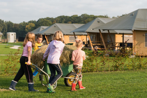 Niños transportan una carretilla con heno frente a tiendas glamping en FarmCamps Alpaca Vorstenbosch, Holanda.