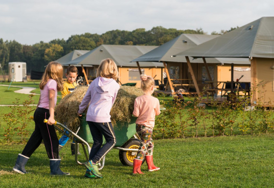 Børn hjælper med at flytte hø i en trillebør foran glamping-telte på FarmCamps Alpaca Vorstenbosch i Holland.