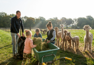 Børn og voksen fodrer alpakaer med hø på FarmCamps Alpaca Vorstenbosch i Nord-Brabant, Holland.