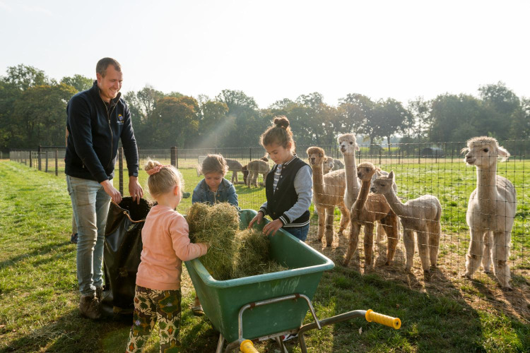 Kinderen en een volwassene voeren alpaca’s met hooi bij FarmCamps Alpaca Vorstenbosch, Noord-Brabant.