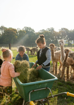 Niños y un adulto alimentan alpacas con heno en FarmCamps Alpaca Vorstenbosch, Brabante Septentrional.