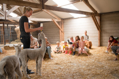 Femme nourrissant des alpagas au biberon devant des enfants à FarmCamps Alpaca Vorstenbosch, Brabant-Septentrional, Pays-Bas.