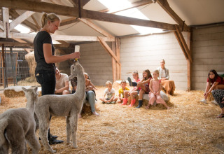 Femme nourrissant des alpagas au biberon devant des enfants à FarmCamps Alpaca Vorstenbosch, Brabant-Septentrional, Pays-Bas.