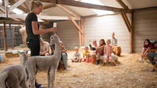Mujer alimentando alpacas con biberón frente a niños en FarmCamps Alpaca Vorstenbosch, Brabante Septentrional, Países Bajos.