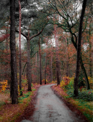 Un sendero serpenteante en un bosque otoñal cerca de Vorstenbosch, Países Bajos, rodeado de árboles altos.