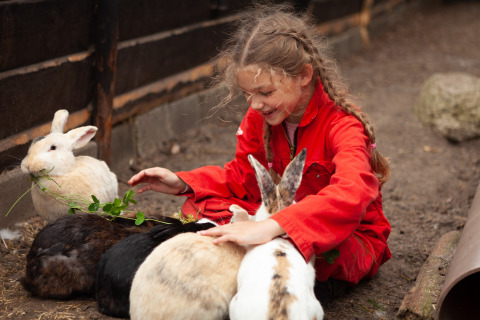 En pige i rødt tøj leger med kaniner på FarmCamps Hoeve Sonneclaer i Drenthe, Holland.