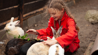 Una niña con traje rojo acaricia conejos en FarmCamps Hoeve Sonneclaer, un parque en Drenthe, Países Bajos.