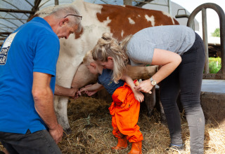 Un enfant trait une vache aidé par des adultes au FarmCamps Hoeve Sonneclaer à Drenthe, Pays-Bas.