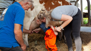 Un niño ordeña una vaca con ayuda de adultos en FarmCamps Hoeve Sonneclaer, en Drenthe, Países Bajos.